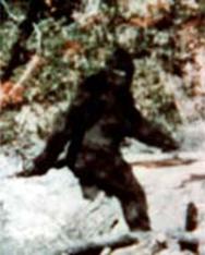 [ image: The controversial film taken at Bluff Creek, California]